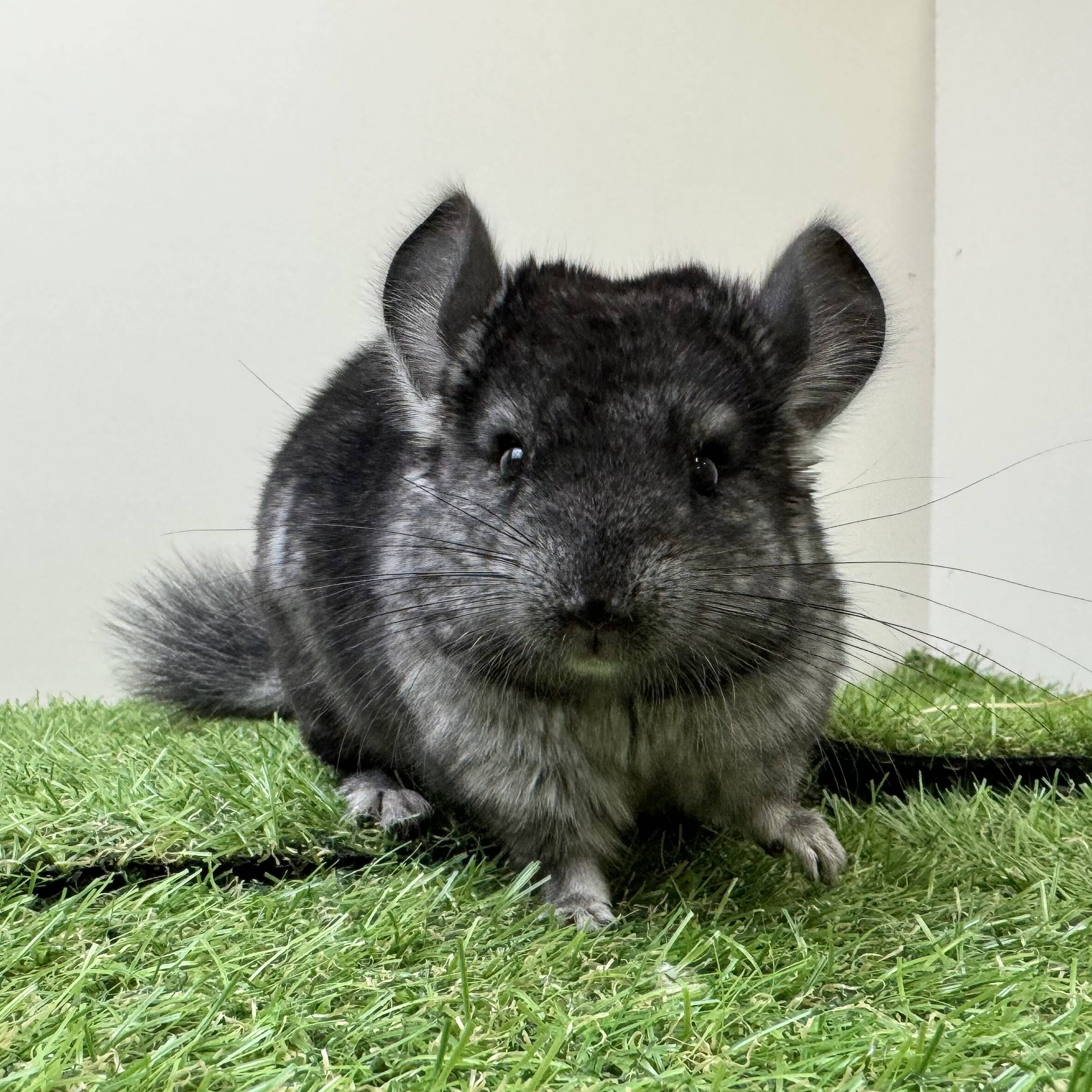 gt380 チンチラ チンチラ【C38】ｸﾞﾚｰｴﾎﾞﾆｰ♂ | LAMPO